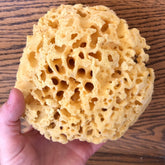 Bath sponge, yellow porous material, held in hand against wood background