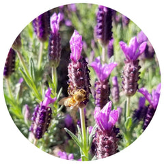 Lavender flowers with purple petals, green leaves, and a bee pollinating the plant
