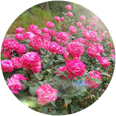Pink roses with white edges and green leaves in a garden setting