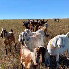 Goats in field with brown, white, and black coats, some with long ears, grazing on dry grass under blue sky