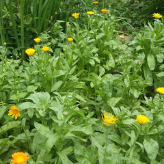 Yellow flowers with green leaves and stems, growing in a garden setting