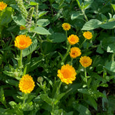 Calendula flowers bright yellow petals and green stems growing in garden