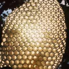 Honeycomb pattern with yellow and brown hues, hexagonal cells, backlit by sunlight