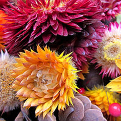 Skin care flowers, multi-colored petals, close-up view, GardenOfEssences