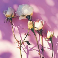 White roses with yellow centers and green stems on a pink background, with shadows cast