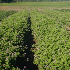 Green flowering plants with purple flowers in field rows, seen from above
