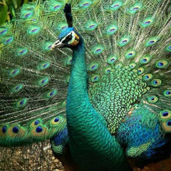 Close-up of vibrant peacock-inspired eyeshadow palette showing shimmering blue and green gradient hues