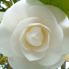 White flower with layered petals, creamy color, and green leaves in background