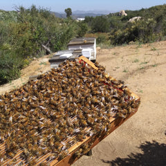 Close-up of golden bee venom serum dropper with royal jelly swirls against skincare shelf backdrop