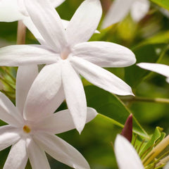 White flower petals with yellow center against green leaves and diagonal lines background