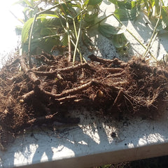 Plant roots with brown roots, green leaves, and stems, resting on a white surface