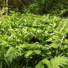 Green and white leafed plant with white flowers in a forest setting