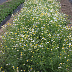 Chamomile flowers with white petals, yellow centers, and green stems growing in rows