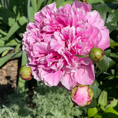 Pink peony flower with layered petals and green buds in garden setting