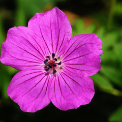 Pink flower with dark veins and dark center, detailed petals on green background