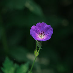 Purple flower with green stem and bud, dark background, close-up shot