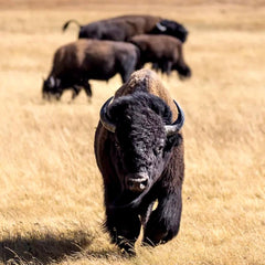 Bison in field, black fur, brown horns, walking towards camera in grassy area
