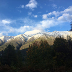 Close-up of wildcrafted pine salve in amber glass jar with rustic wooden lid, showcasing rich herbal texture