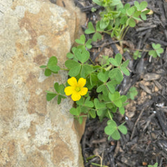 Yellow flower with green leaves, growing next to a stone and mulch