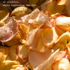 Side view of whipped rose body butter in a white jar with gold lid, showcasing creamy pink texture and shea butter flecks