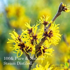 Yellow flowers with brown centers on a brown stem, with "FEELIA" brand text visible