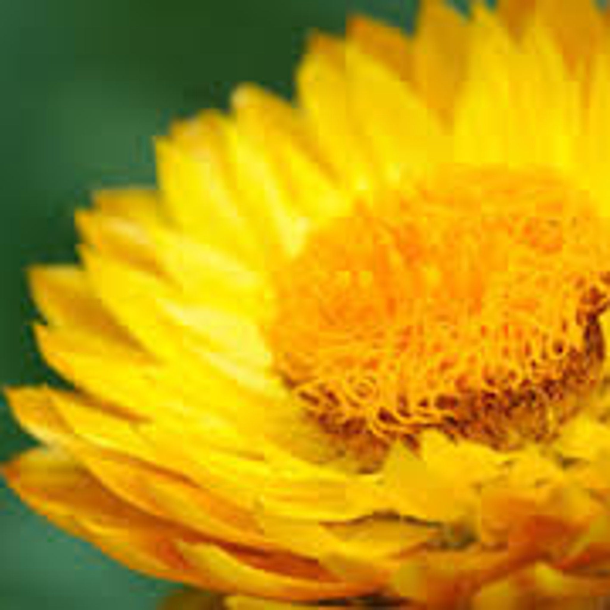 Yellow flower with layered petals and orange center against a green background