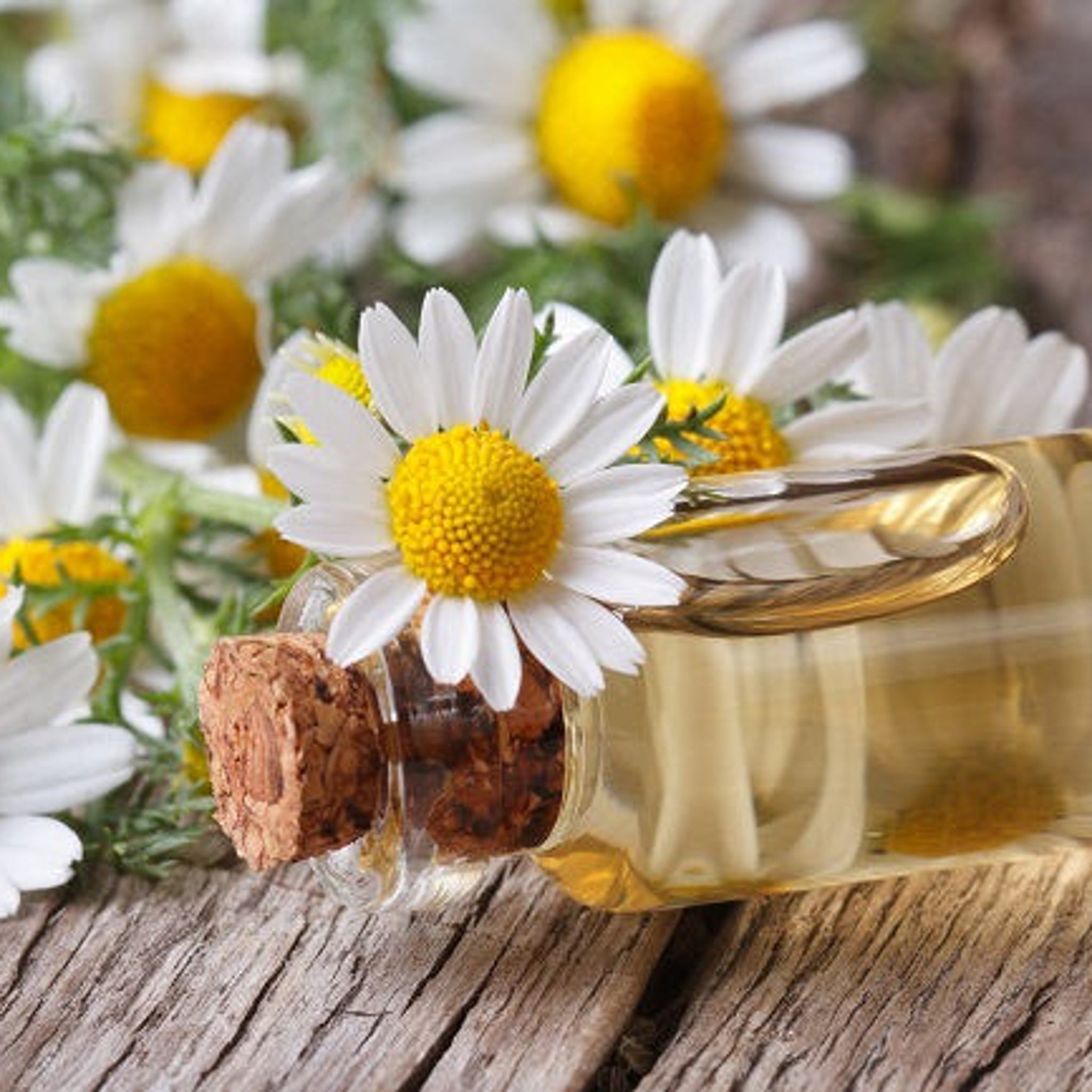 Chamomile flowers with white petals, yellow center, and glass bottle with cork stopper on wood surface