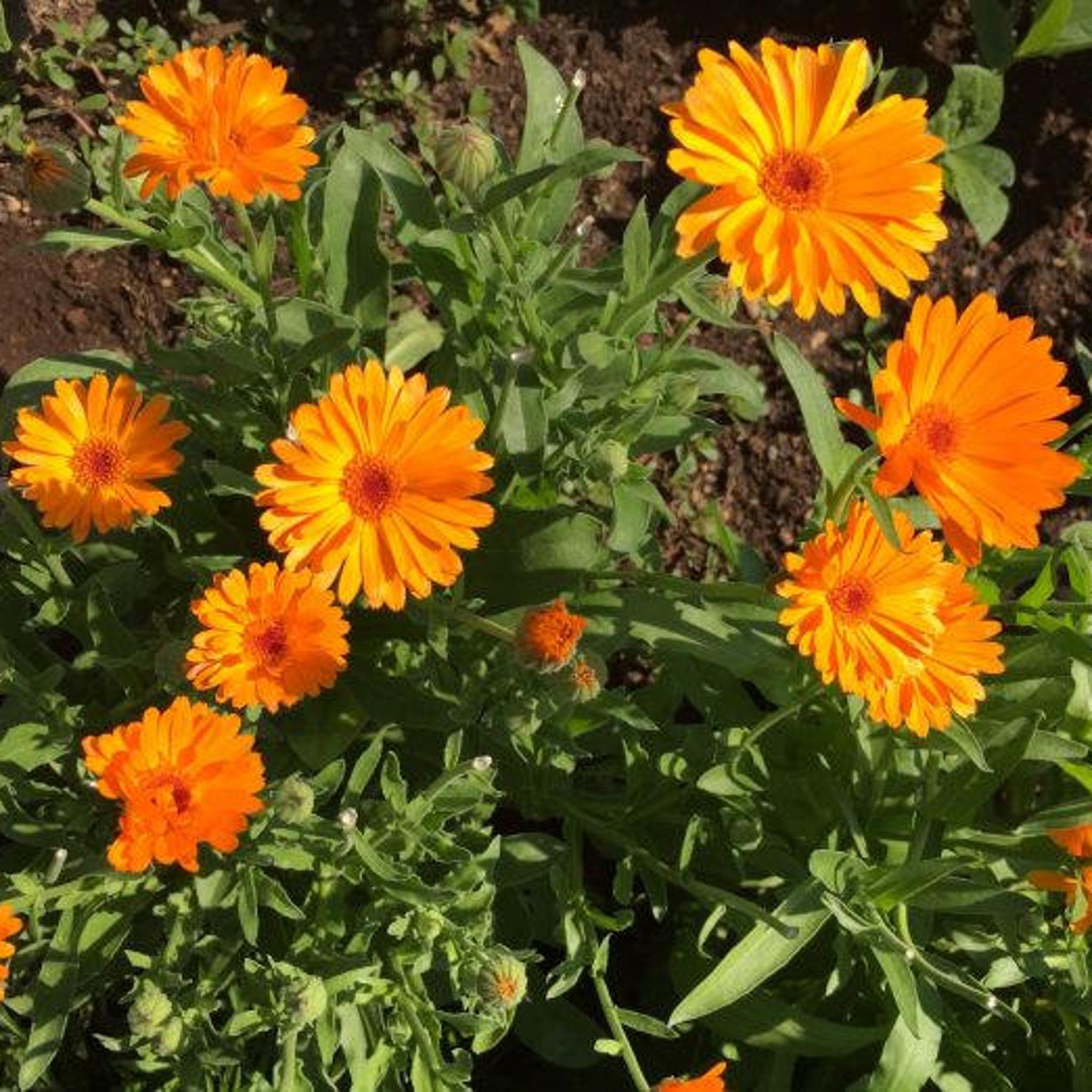 Orange calendula flowers with green leaves and brown soil background