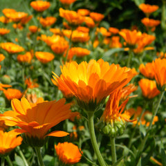 Orange calendula flowers with green stems and leaves in a sunny garden setting