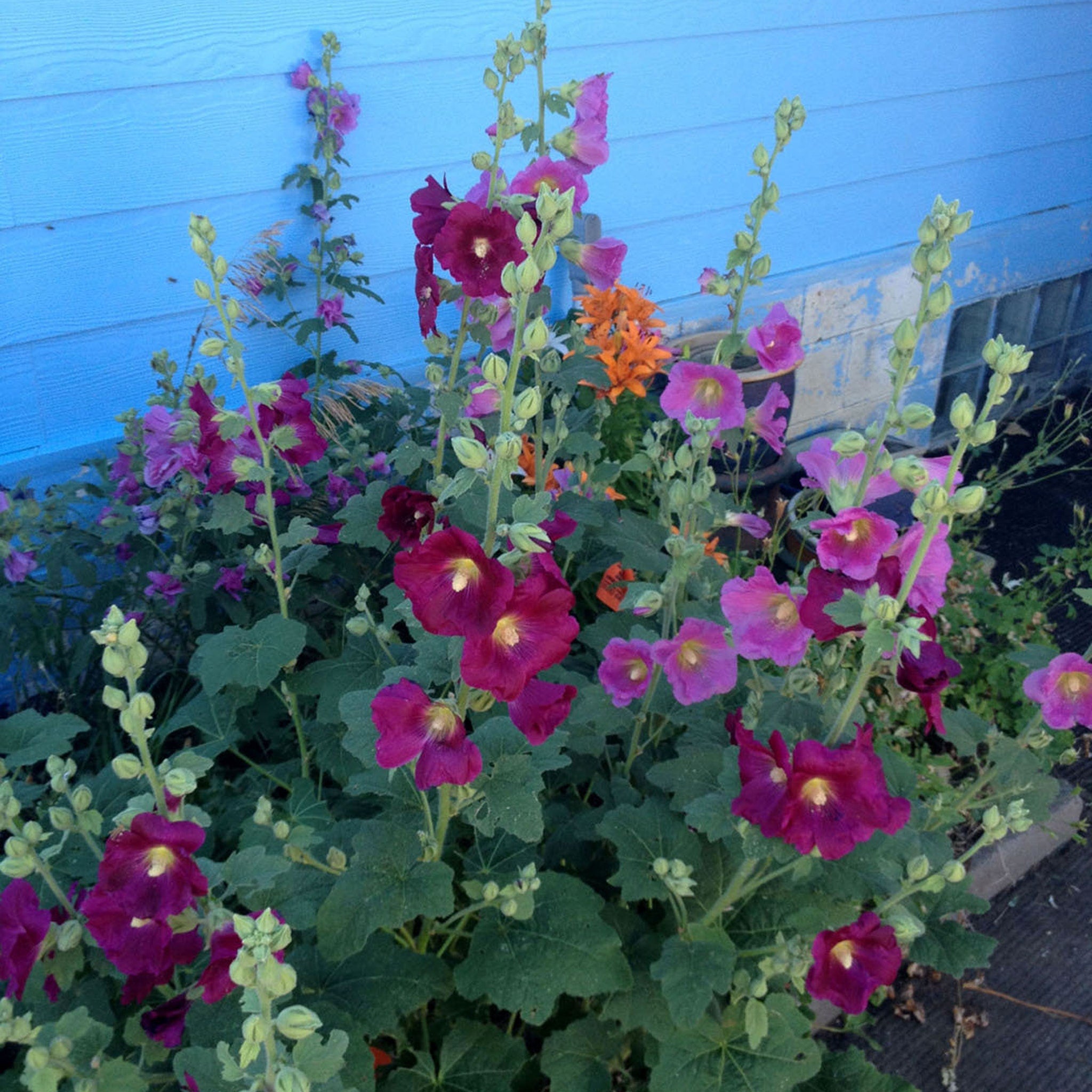 Hollyhock flowers with deep purple and pink petals, green leaves, and blue painted wall background