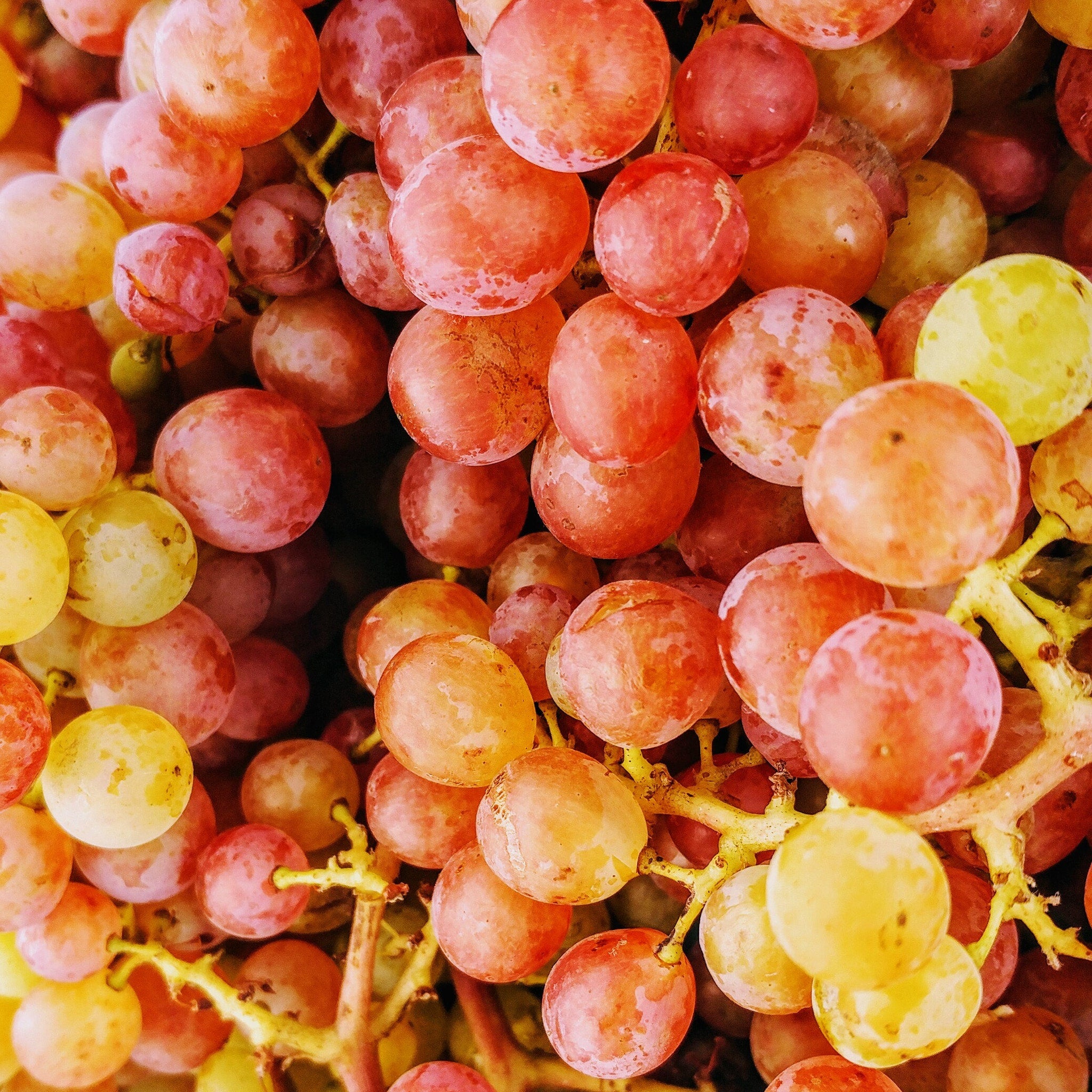Grapes, red, yellow, and orange fruit with green stems, close-up view