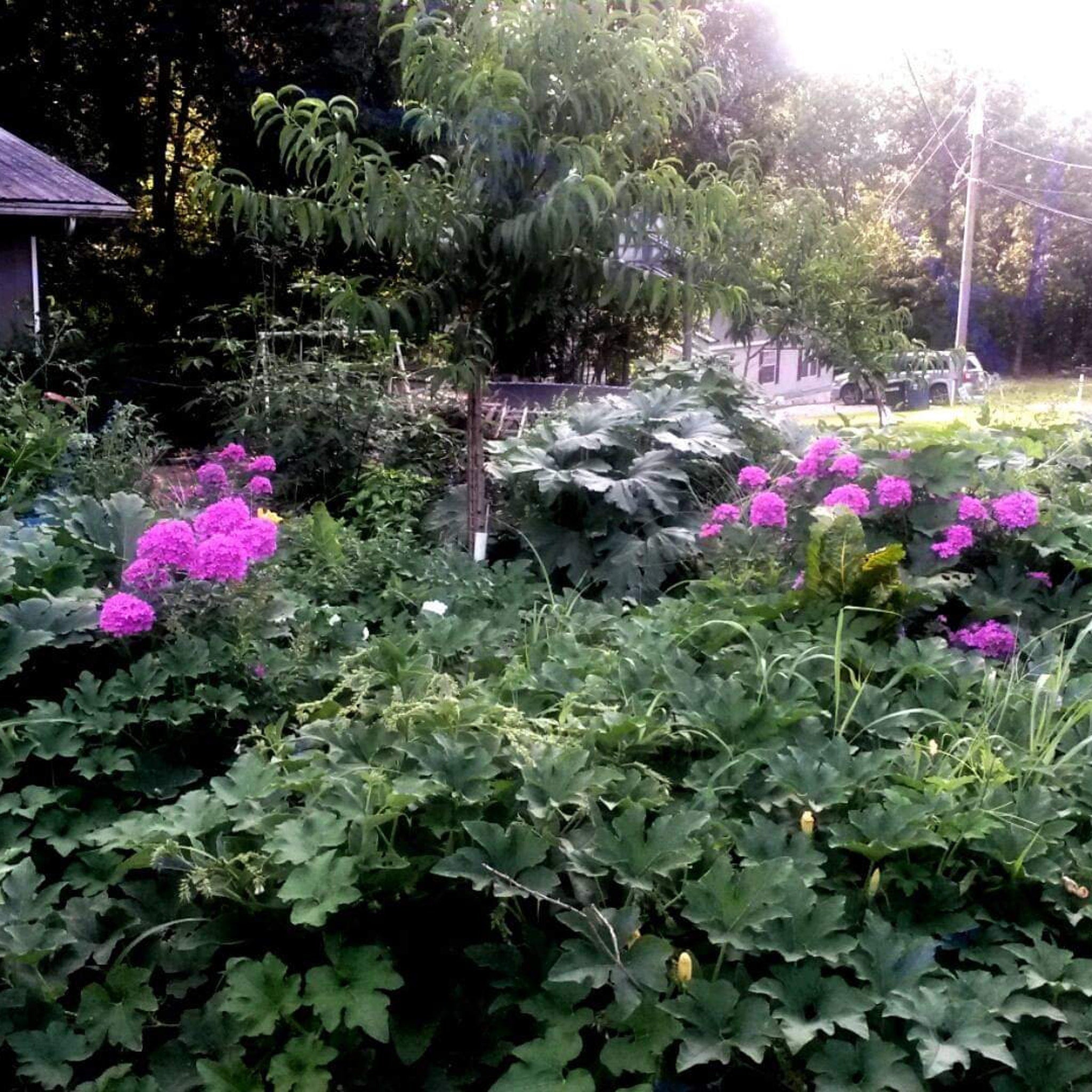 Garden plants with green leaves, pink flowers, and a house in the background