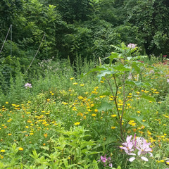 Wildflower meadow with yellow, pink, and white flowers, green foliage, and natural light