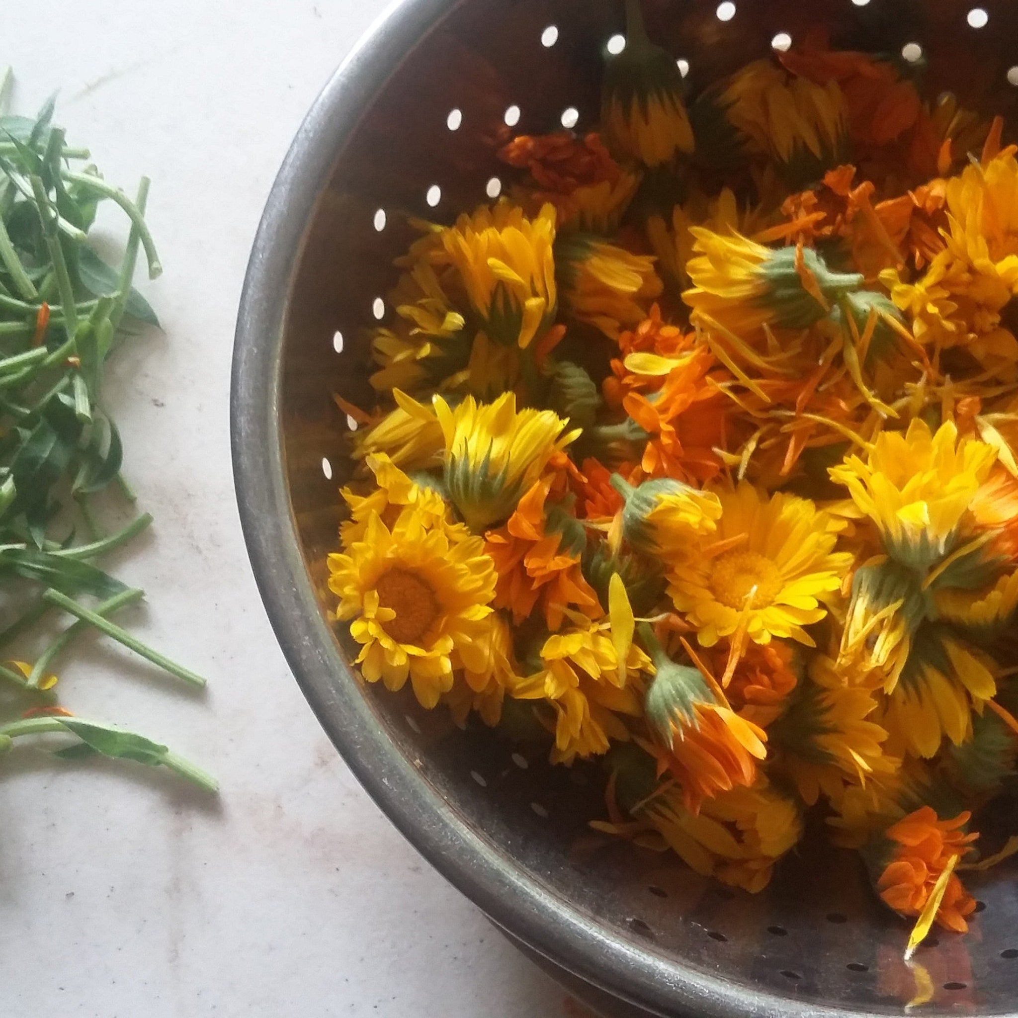 Calendula flowers in metal colander, yellow and orange petals, green stems visible