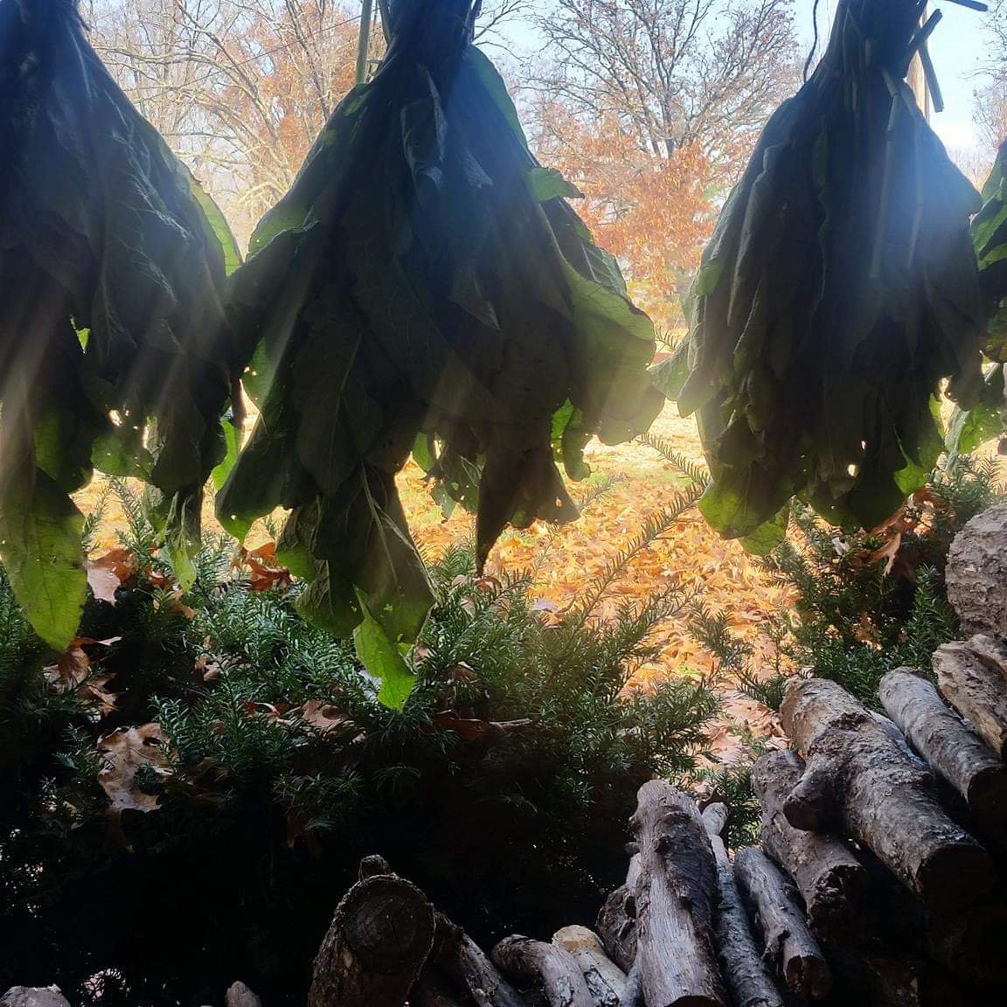 Dried green leaves hanging, with visible stems, in front of a window, with logs and foliage in the foreground.