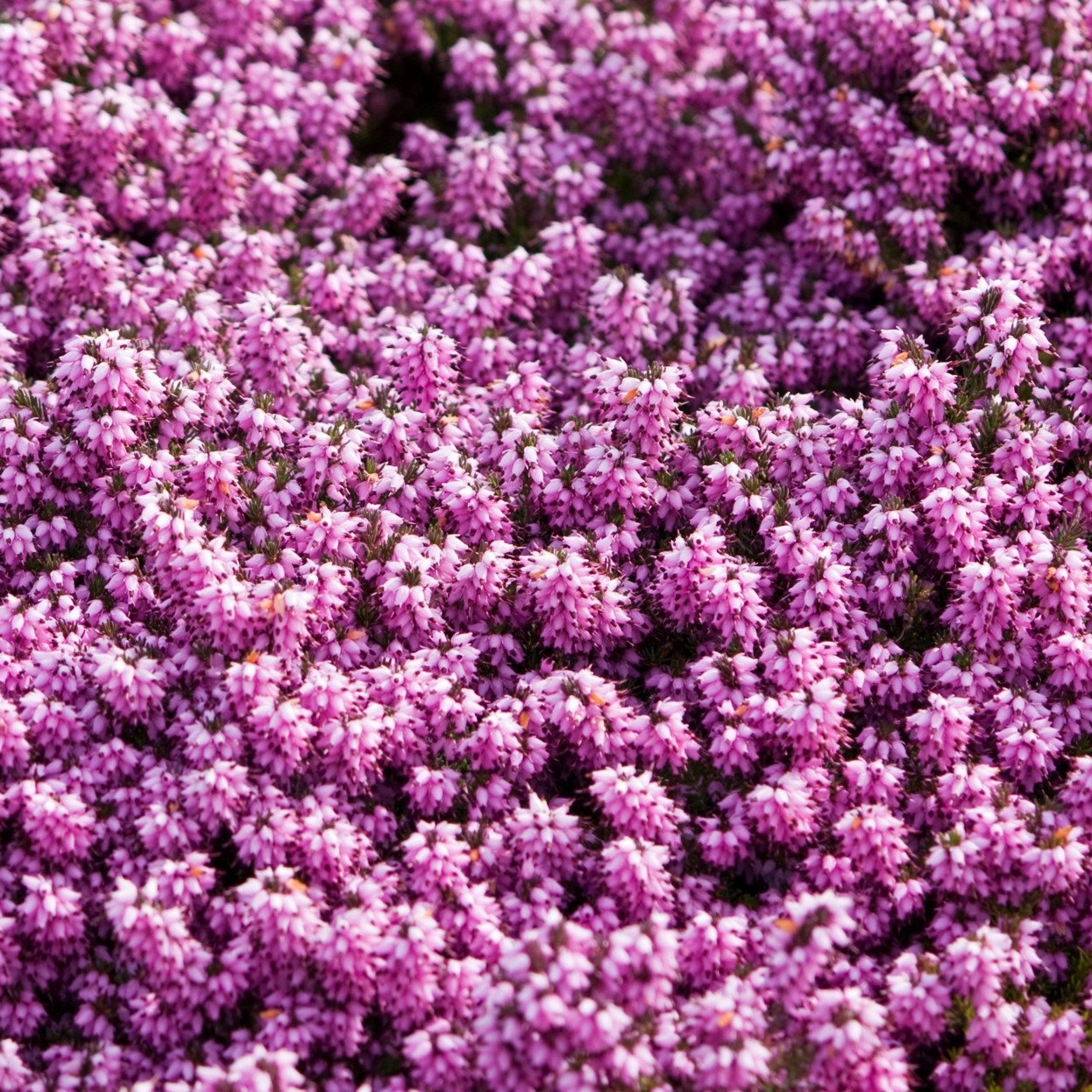 Pink flowering plant with clustered blooms and green foliage in natural setting