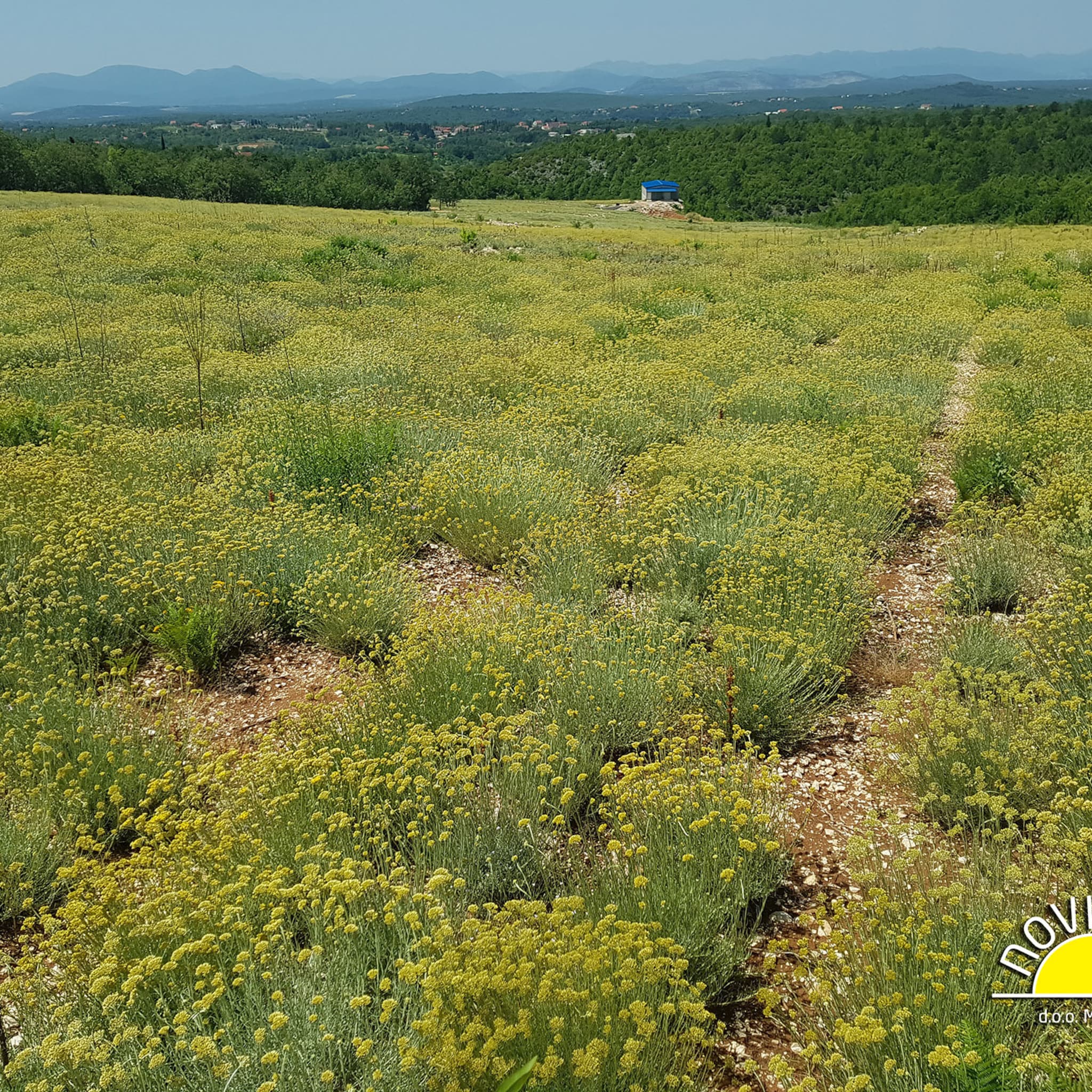 Field of yellow flowers with green stems and dirt path leading through them with mountains in the background