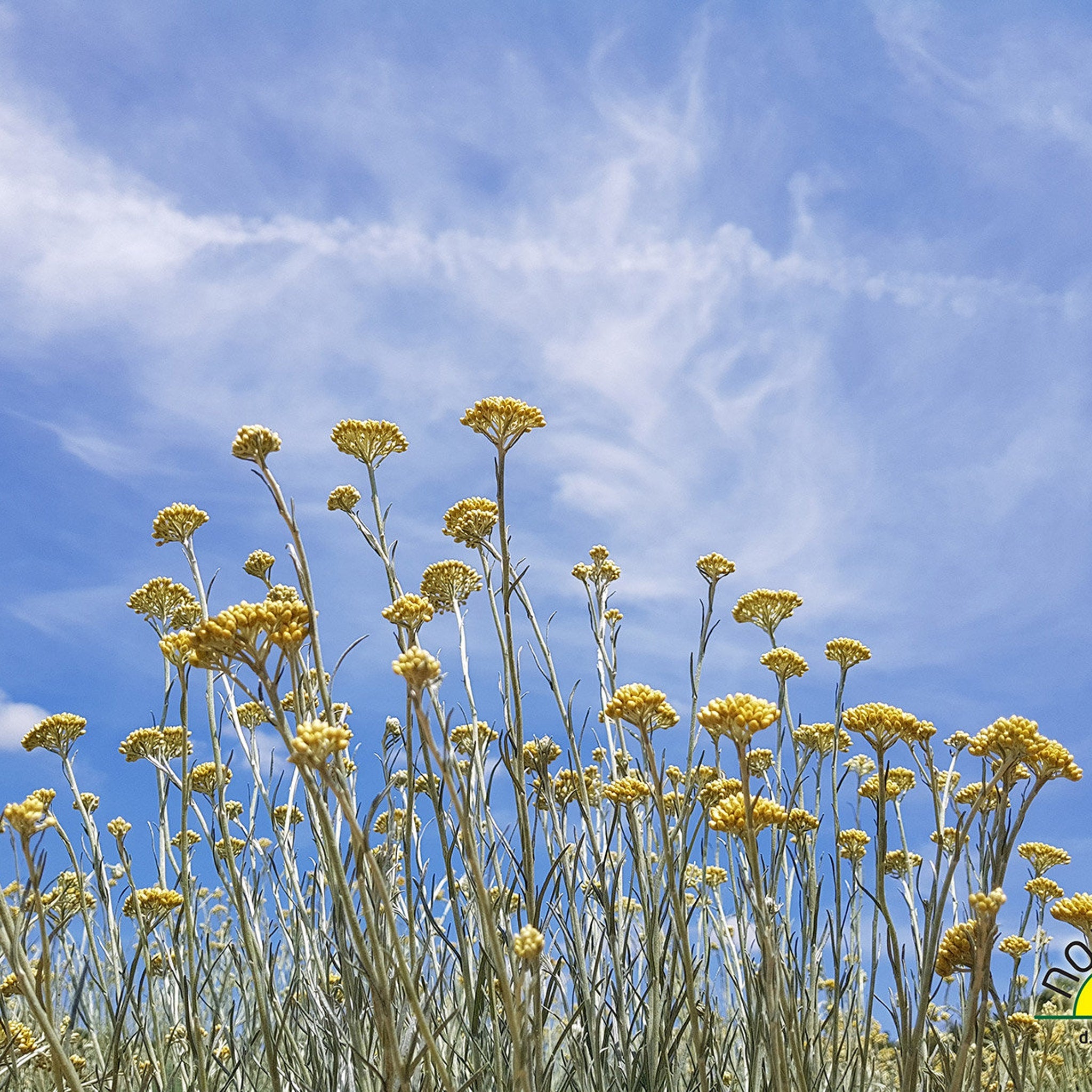 Yellow flowers with gray stems against a blue sky, outdoor scene