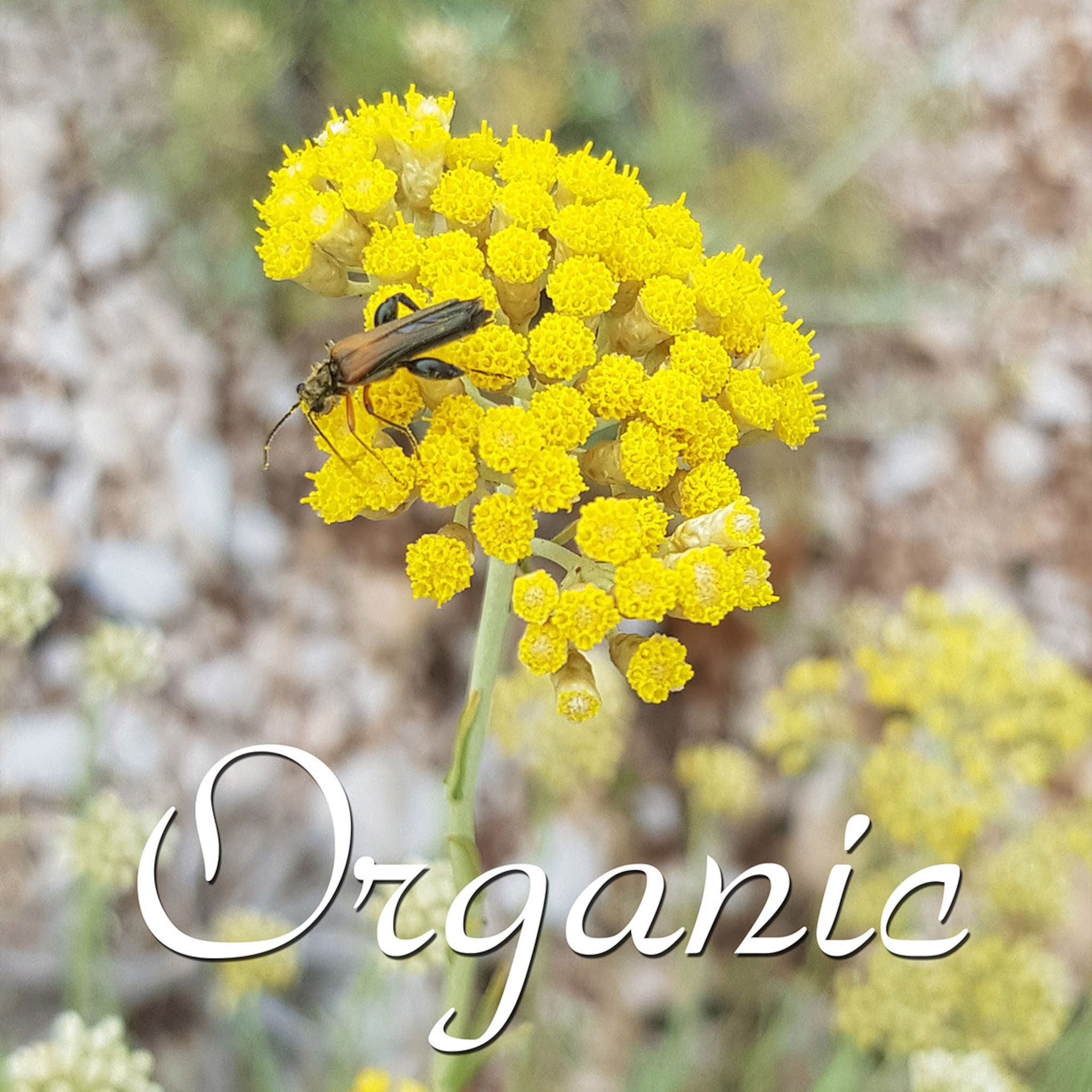 Yellow flower with insect, green stem, and "Organic" text in white script on blurred background