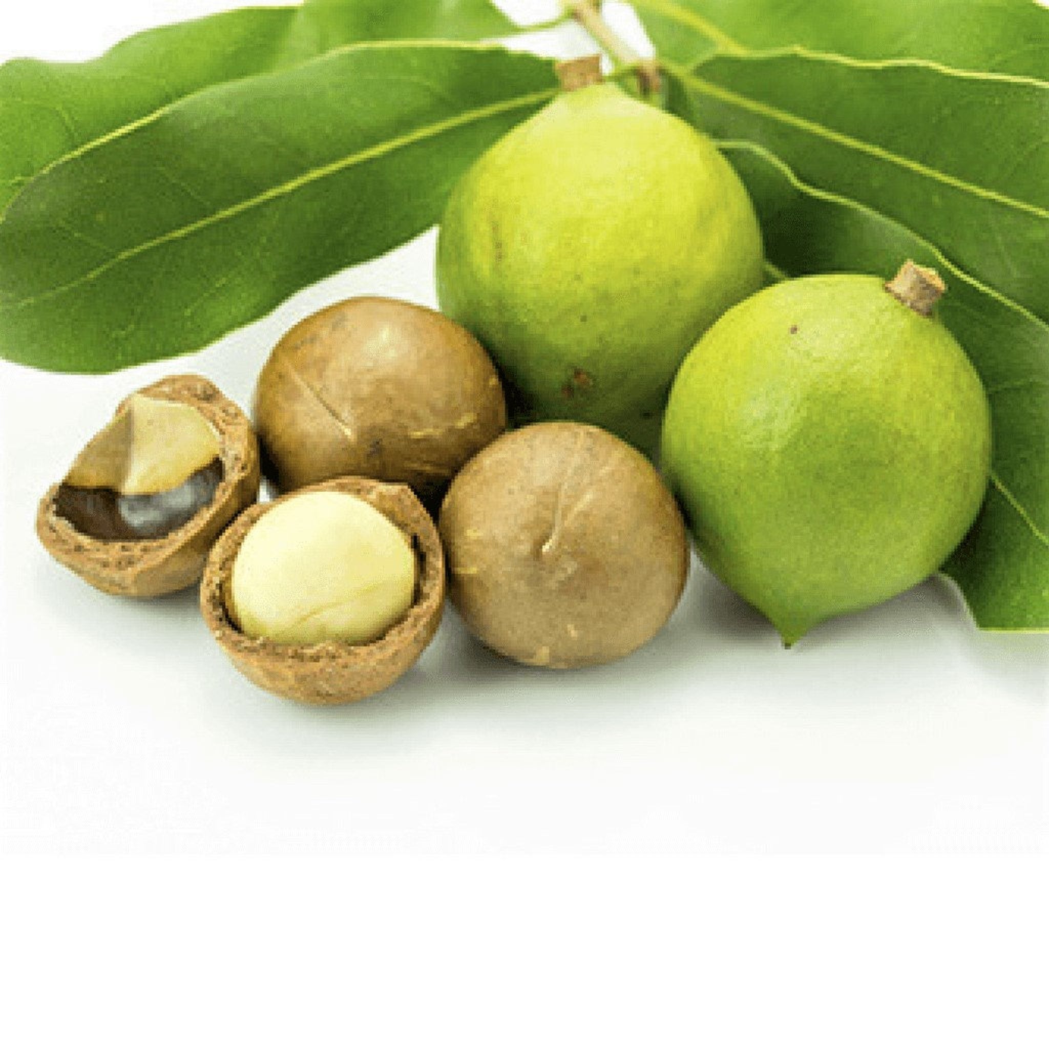 Macadamia nuts with green and brown shells and green leaves on white background