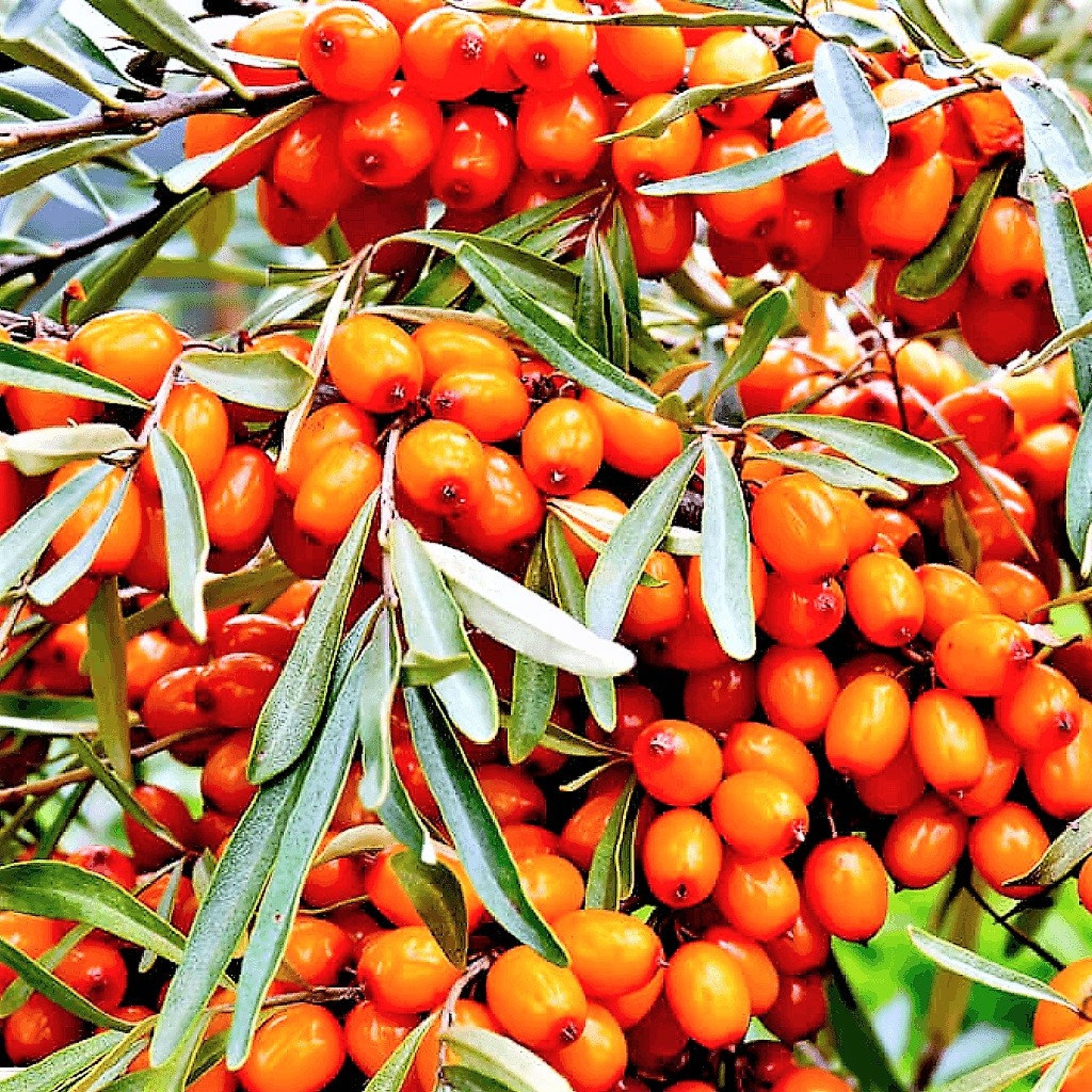 Sea buckthorn berries, orange fruit, green leaves, growing on branches