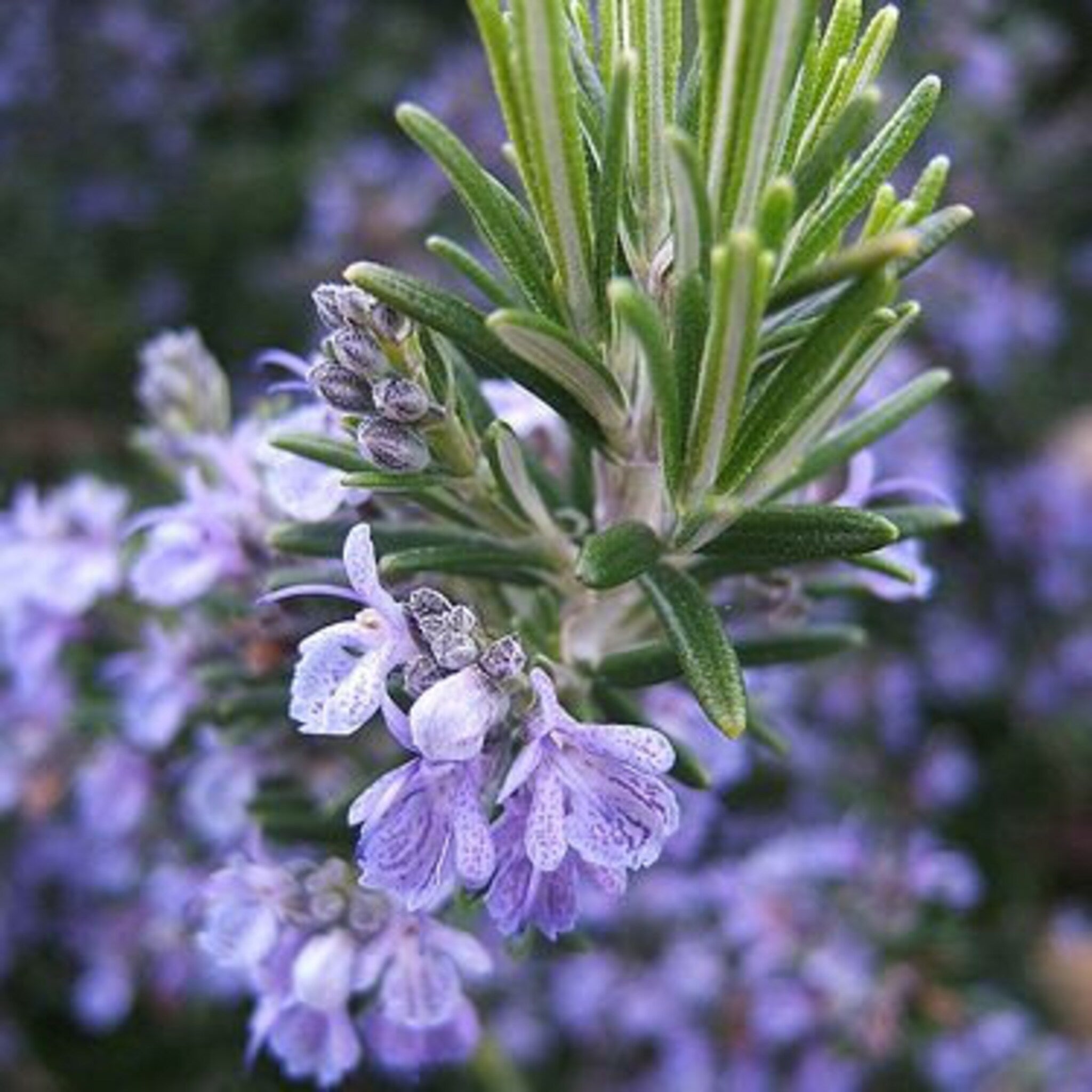 Rosemary plant with green leaves and purple flowers in bloom, close-up view