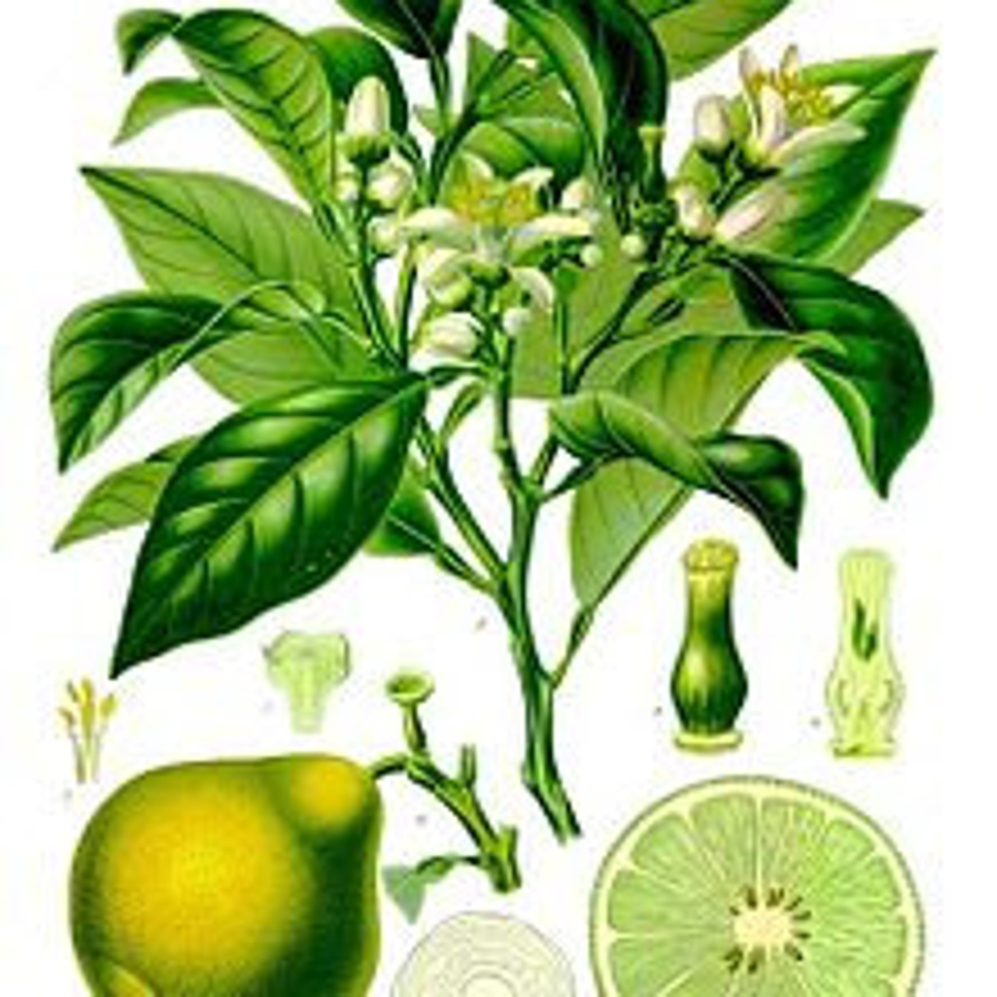 Lime botanical illustration with green leaves, white flowers, and yellow fruit