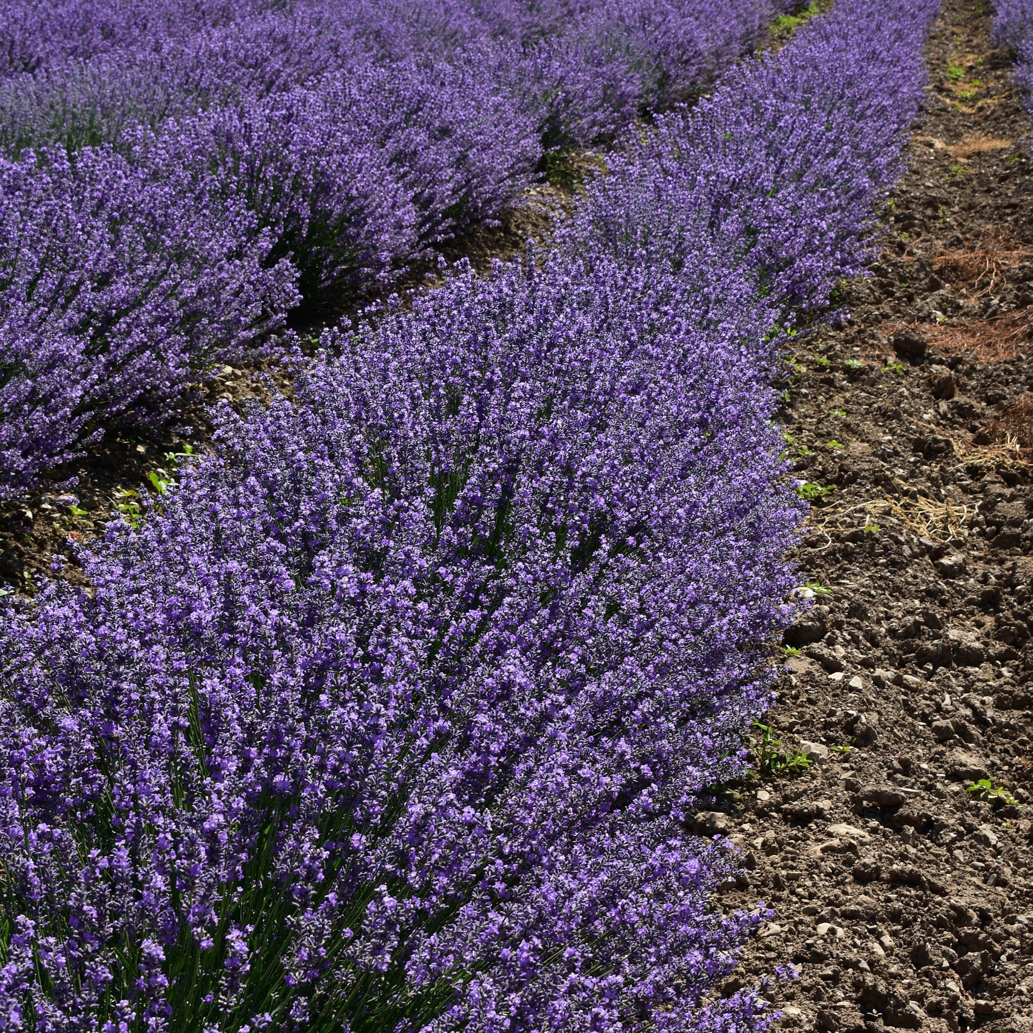 Lavender field with purple flowers and green stems growing in rows, next to brown soil