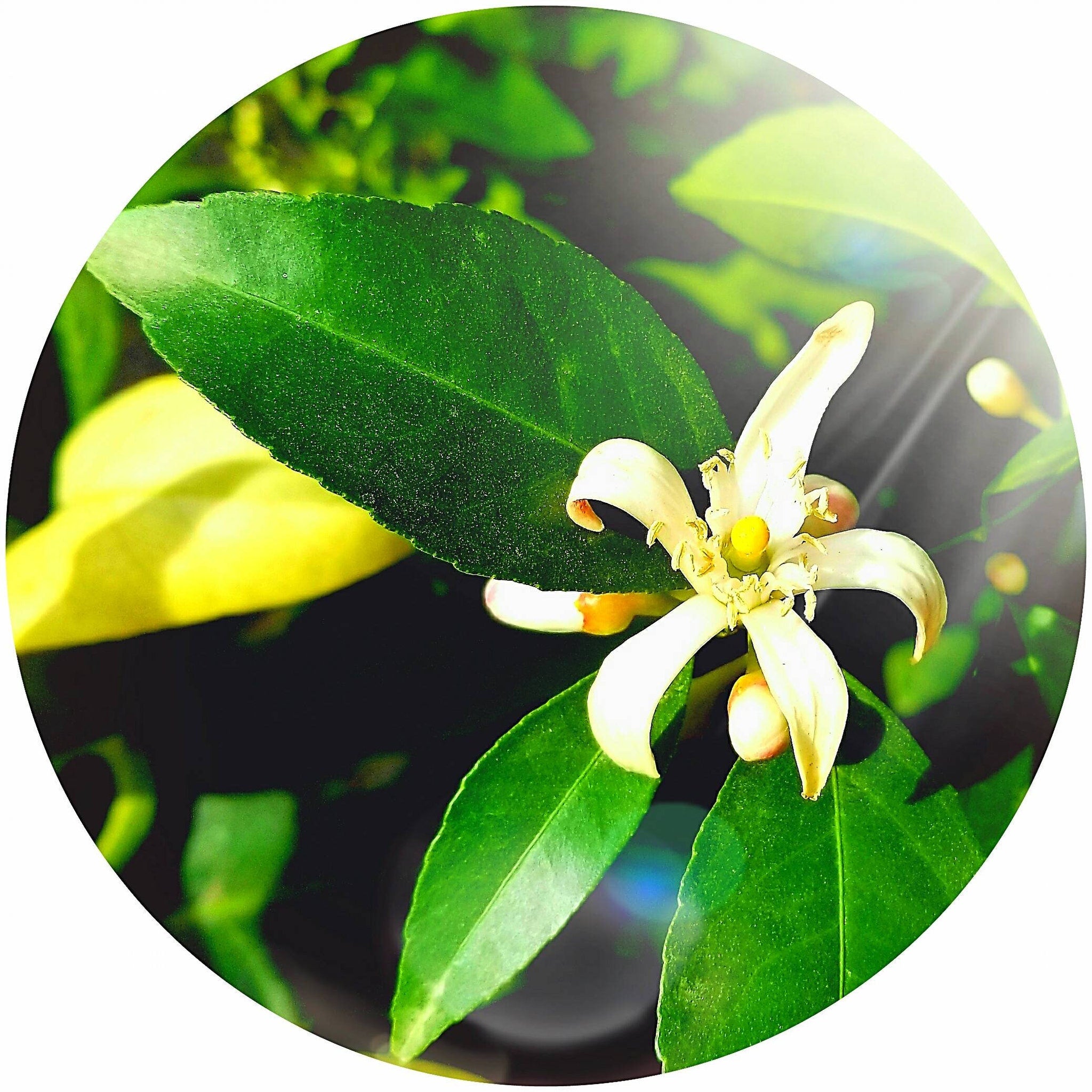 Flower blossom with white petals, yellow center, and green leaves in a circular frame