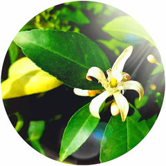Flower blossom with white petals, yellow center, and green leaves in a circular frame