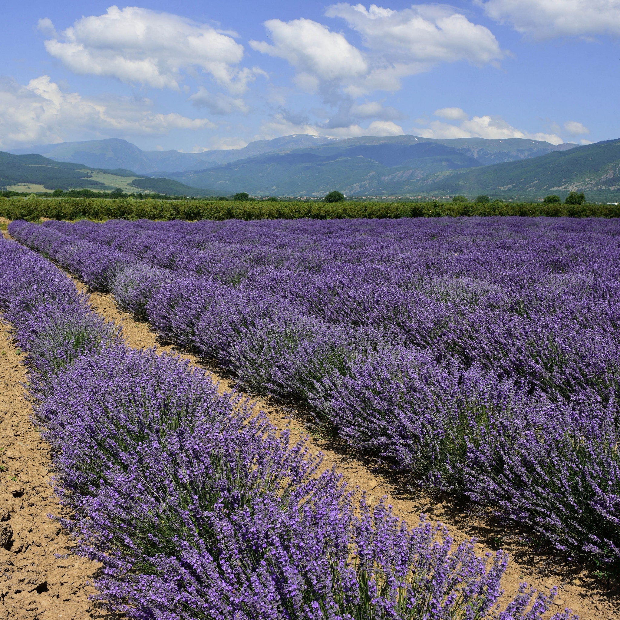 Lavender field with rows of purple flowers, brown soil, and blue sky with clouds