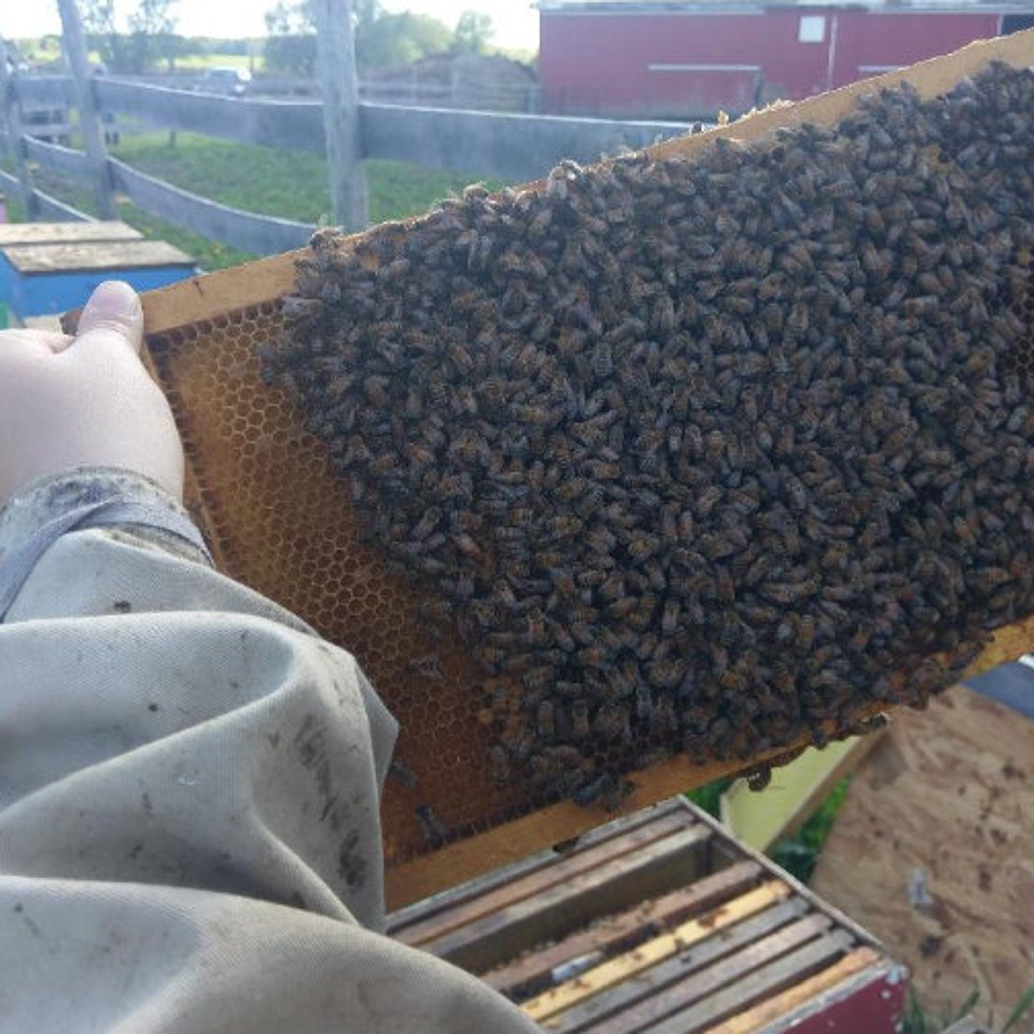 Honeycomb frame with dark bees, wooden frame, and light-colored protective clothing being held