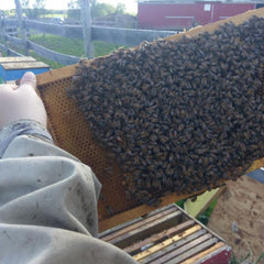 Honeycomb frame with dark bees, wooden frame, and light-colored protective clothing being held