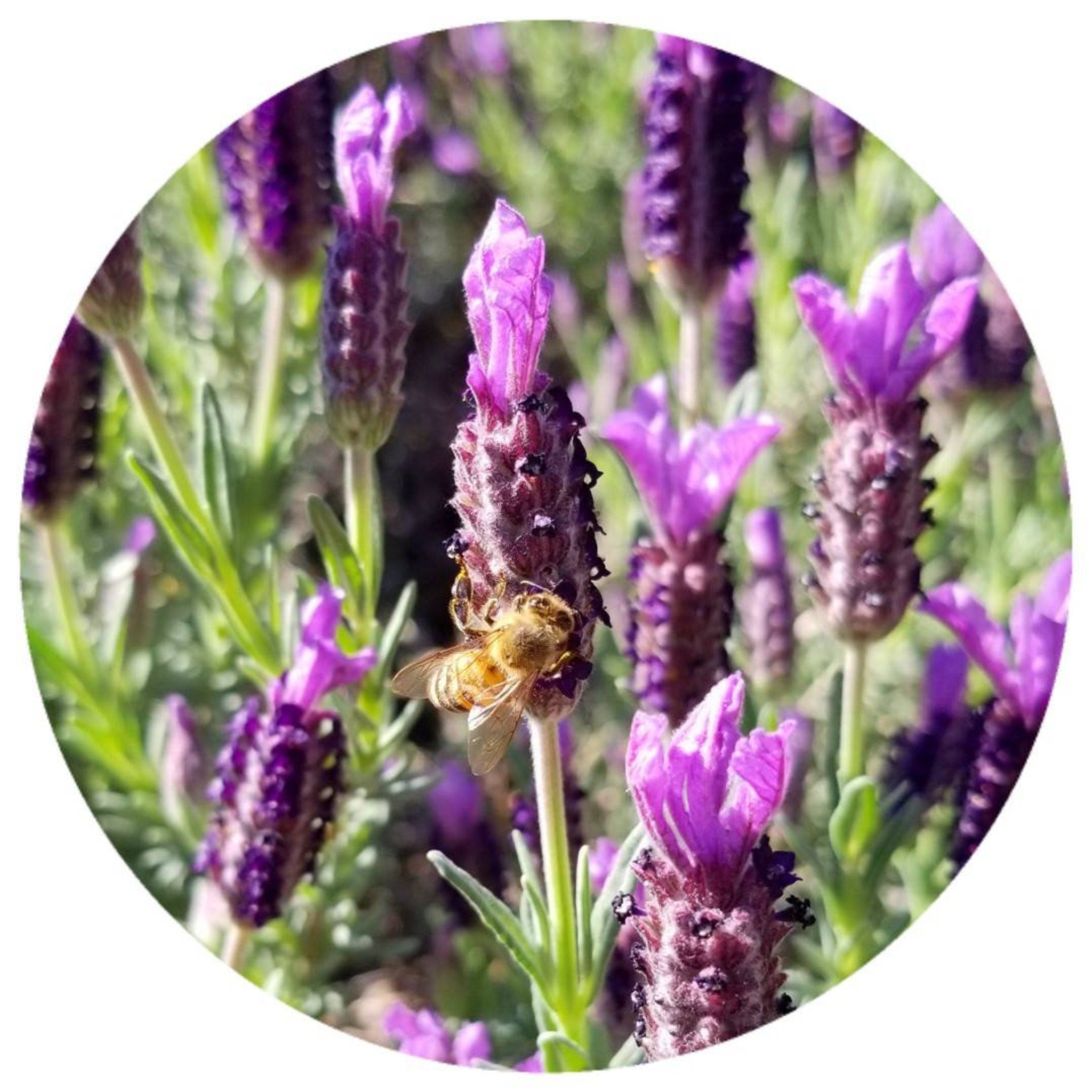 Lavender flowers with purple petals, green leaves, and a bee pollinating the plant
